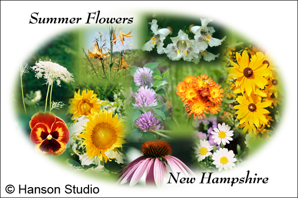 New Hampshire Summer Flowers (Name Drop can be anything.)